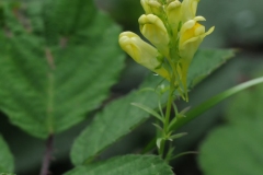 Common Toadflax - Linaria vulgaris, Denaby Ings.