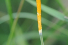 Unknown fungus on grass, Denaby Ings.