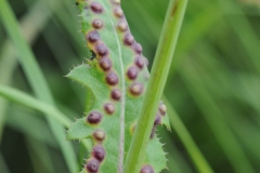 Cystiphora sonchi on Sow Thistle, Denaby Ings.
