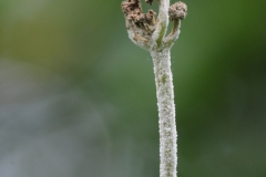 Unknown fungus on Meadow Sweet, Denaby Ings.