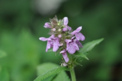 Field Woundwort - Stachys arvensis, Denaby Ings.