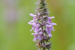 Marsh Woundwort - Stachys palustris, Denaby Ings.