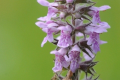 Marsh Woundwort - Stachys palustris, Denaby Ings.
