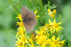 Ringlet - Aphantopus hyperanyus, Denaby Ings.