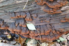 Hymenochaete ruboginosa- Oak Curtain Crust, Sandal Beat Wood