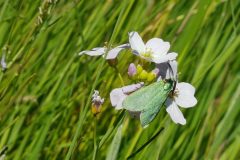 Forester Moth - Adscita statices