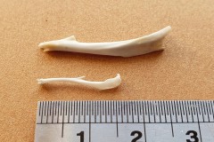 Fig 12