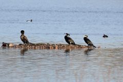 Cormorant, Lound.