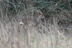 Roe Deer, Potteric Carr.