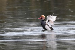 Red-crested Pochard, Lound.