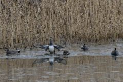 Gadwall, Potteric Carr.
