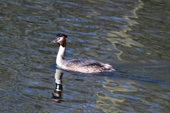 Great Crested Grebe, Lound.