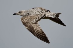 Herring Gull - first cycle, YWT Potteric Carr.