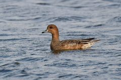Wigeon-66-Edit-Edit-scaled