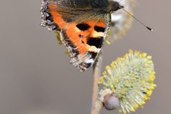 Small Tortoiseshell, South Anston.