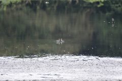 Wood Sandpiper, RSPB Old Moor.