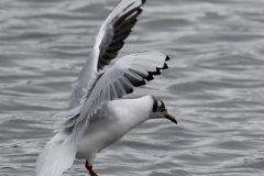 Black-headed Gull, Old Moor RSPB.