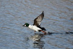 Golden Eye, Lound.