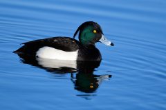 Tufted Duck, Old Moor.