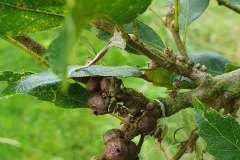 Figure 4. Andricus grossulariae asexual generation, Yorkshire Arboretum.