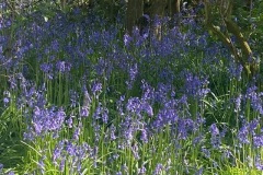 Bluebell wood