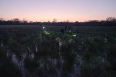 Thorpe Marsh