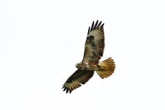 Buzzard - Buteo buteo, Lound.