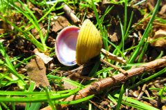 Asian Clams, Corbicula fluminea,  on Chesterfield Canal, 31-03-2025.