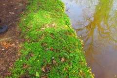 Asian Clams, Corbicula fluminea,  on Chesterfield Canal, 31-03-2025.
