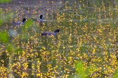 Bladderwort at Hatfield Moors (2025). 