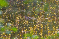 Bladderwort at Hatfield Moors (2025). 