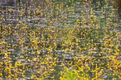Bladderwort at Hatfield Moors (2025). 