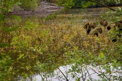 Bladderwort at Hatfield Moors (2025). 