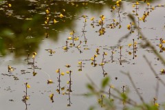 Bladderwort at Hatfield Moors (2025). 