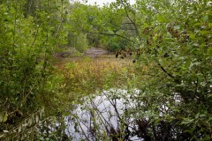 Bladderwort at Hatfield Moors (2025). 