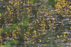 Bladderwort at Hatfield Moors (2025). 
