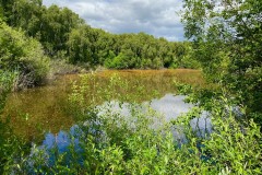 Bladderwort at Hatfield Moors (2022)