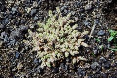 Coral Necklace, Illecebrum verticillatum, derelict sidings at Brodsworth Colliery (1987). 