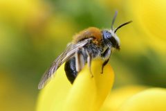Andrena sp. (Mining bee), Clumber Park NT.