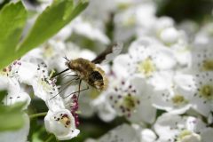 Bee Fly (Bombylius major) on Hawthorne blossom, Clumber Park NT.