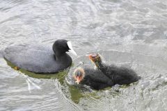 Coot with chicks, Clumber Park NT.