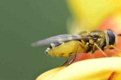 Syrphini sp. on broom, Clumber Park NT. 