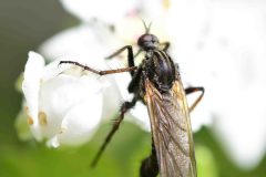 Thereva apicalis (Stiletto Fly), Clumber Park NT.