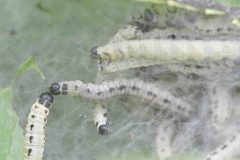 Yponomeuta evonymelle - Bird-cherry Ermine, Clumber Park NT.