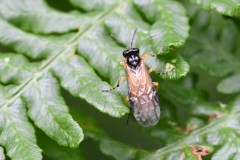 Arge sp., Hatfield Moor. 