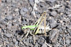 Bog Bush Cricket - Metrioptera brachyptera, Hatfield Moor. 