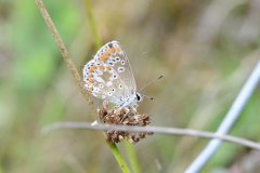 Brown Argus - Aricia agestis , Hatfield Moor.