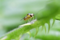 Chlorops sp. - Hatfield Moor.