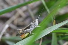 Common Field Grasshopper - Chorthgippus brunneus, Hatfield Moor.