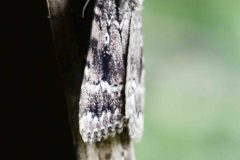 Unknown Moth - Hatfield Moor